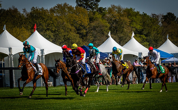 Horses-9475