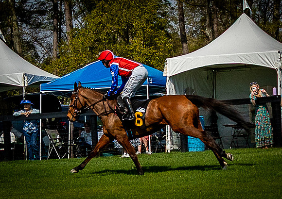 Horses-9480