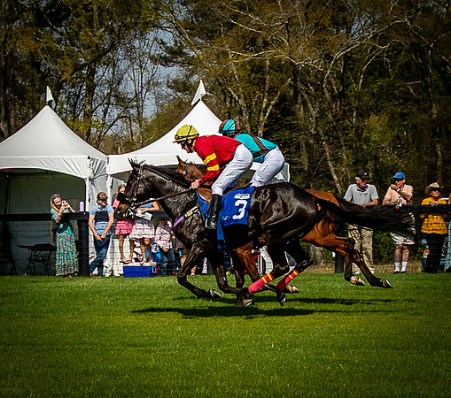 Horses-9479