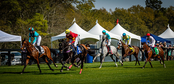 Horses-9476