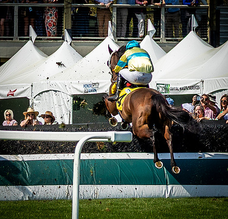 Horses-9488