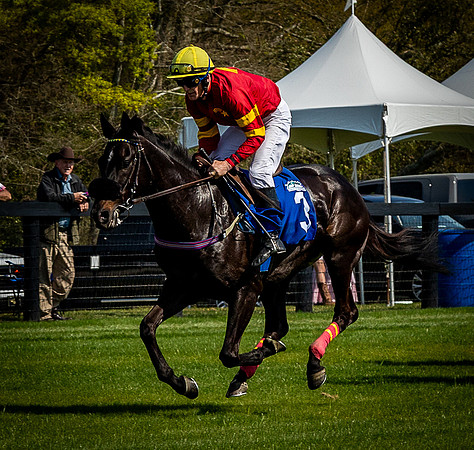 Horses-9496