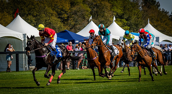 Horses-9495