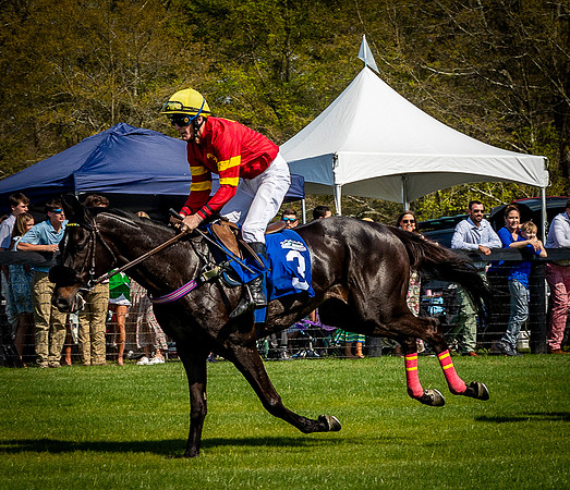 Horses-9498