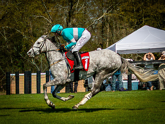 Horses-9501