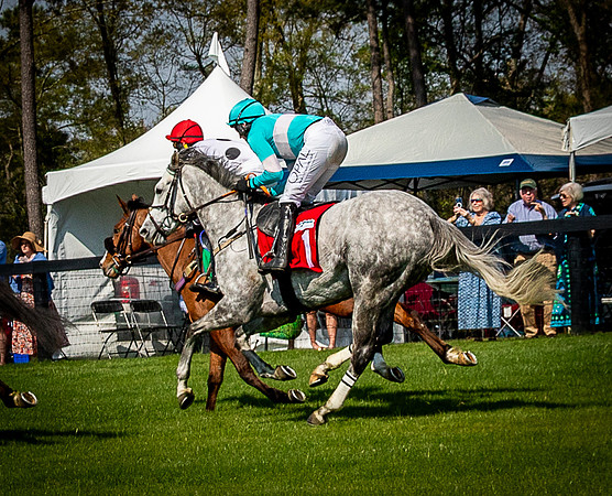 Horses-9503