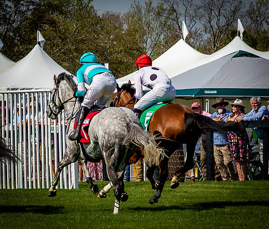 Horses-9505