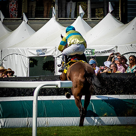 Horses-9509