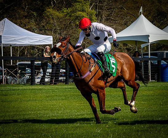 Horses-9522