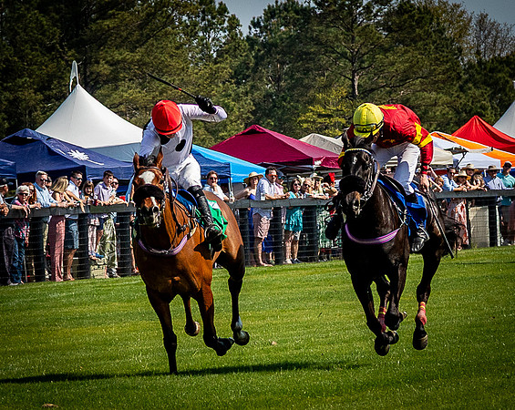 Horses-9518
