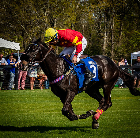 Horses-9523