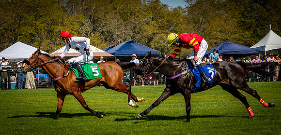 Horses-9524