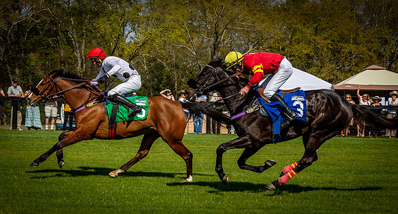 Horses-9525
