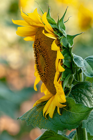 sunflowers-1998
