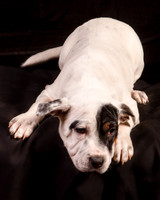 Foster Teddy-1230