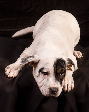 Foster Teddy-1230