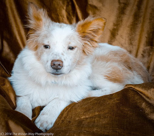 Foster Amber-8832