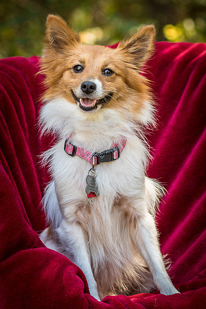 Foster Brandi-3268