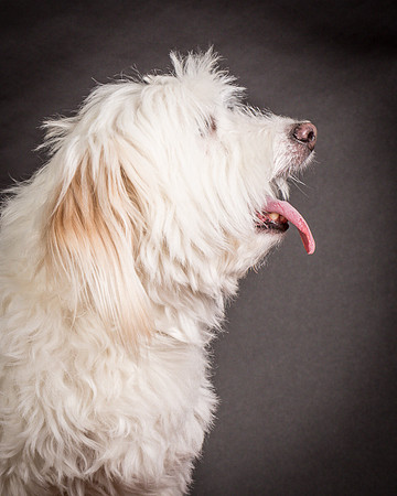 Foster Frosty-0577