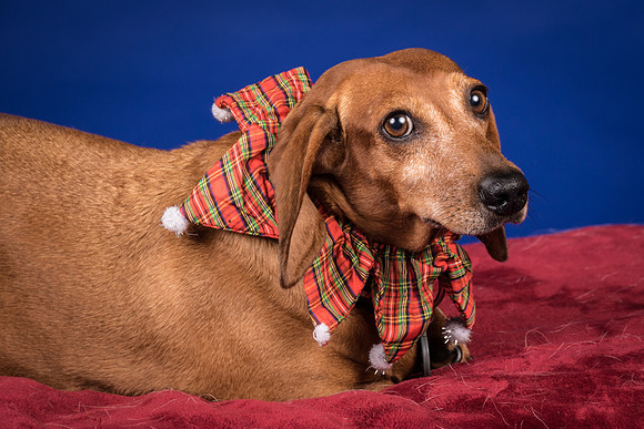 Abrams-Jimmy Dean-8236