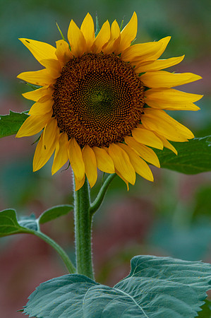 sunflowers-2179