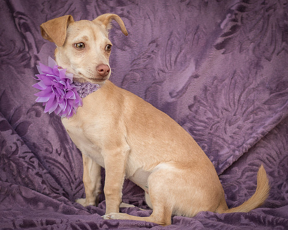Foster Beatriz-7822