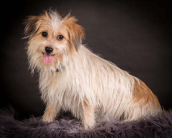 Foster Tiny-1251