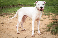 12. Buddy