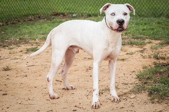 Buddy-1439