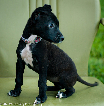 Foster Beryl-3819