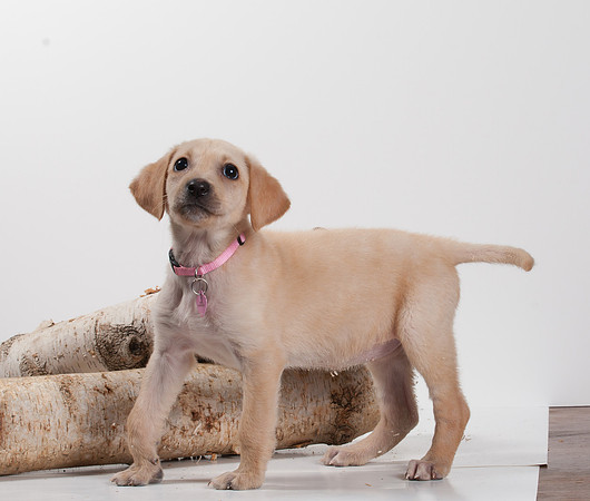 GCSPCA BB-6180