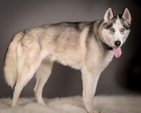 Foster Aspen-7623