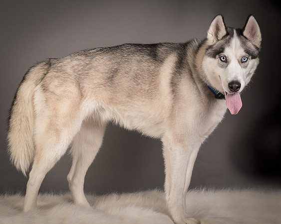Foster Aspen-7623