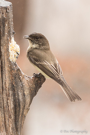 rainy day birds 2-5779