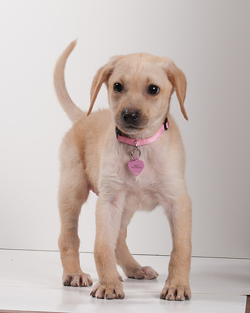 GCSPCA BB-6154