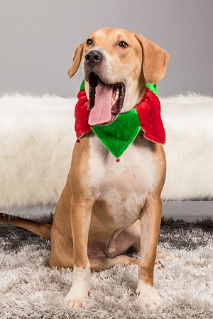 Foster Troy-6271