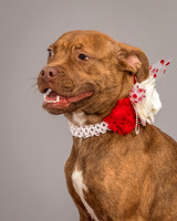 Foster Pumpkin-4664