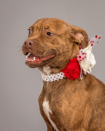 Foster Pumpkin-4664