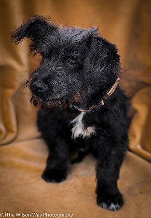 Foster Sidney-9508