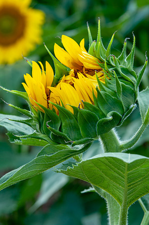 sunflowers-1964