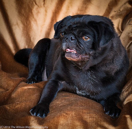 Foster Hotdog-8923