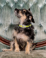 Foster Triscuit-5464