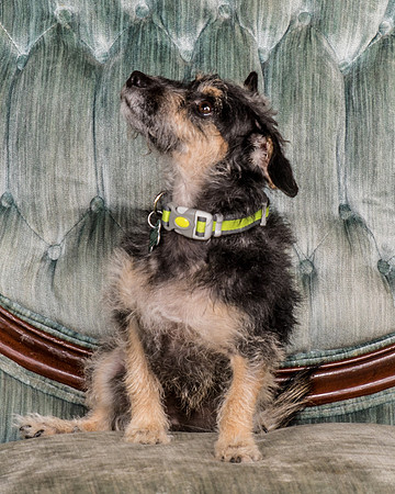 Foster Triscuit-5464