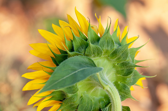 sunflowers-1912