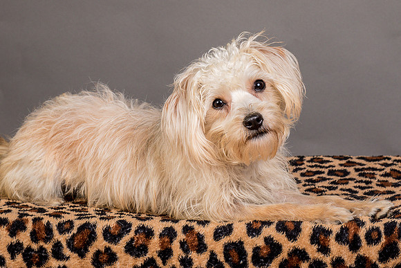 Foster Henrietta-8575