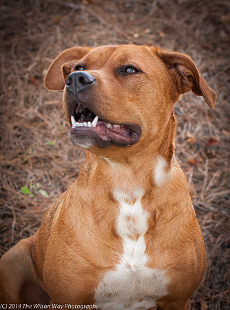 Foster Isomere-9744