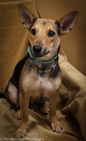Foster Hula-1032