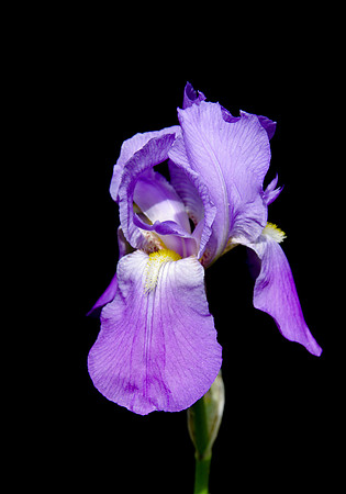 IMGP5461