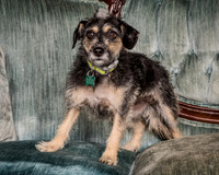 Foster Triscuit-5478