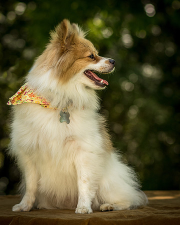 Foster Sydney-7689